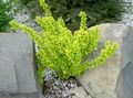 yellow Ornamental Plants Barberry, Japanese Barberry, Berberis thunbergii Photo, cultivation and description, characteristics and growing