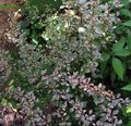 多色 観賞植物 メギ、日本メギ, Berberis thunbergii フォト, 栽培 と 説明, 特性 と 成長