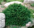 Photo Birdsnest spruce, Norway Spruce description, characteristics and growing