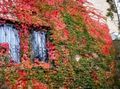 rød Prydplanter Boston Vedbend, Vildvin, Woodbine, Parthenocissus Foto, dyrkning og beskrivelse, egenskaber og voksende