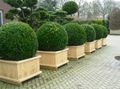 Boxwood