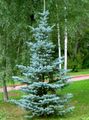 light blue Ornamental Plants Colorado Blue Spruce, Picea pungens Photo, cultivation and description, characteristics and growing