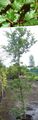 зелений Декоративні Рослини Бук Європейський, Fagus sylvatica Фото, вирощування і опис, характеристика і зростаючий