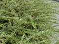green Ornamental Plants Cotoneaster horizontalis Photo, cultivation and description, characteristics and growing