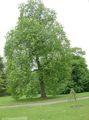 verde deschis Plante Ornamentale Cottonwood, Plop, Populus fotografie, cultivare și descriere, caracteristici și în creștere