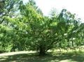Foto Urweltmammutbaum Beschreibung, Merkmale und wächst