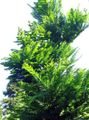 zelená Dekorativní rostliny Svítání Sekvoj, Metasequoia fotografie, kultivace a popis, charakteristiky a pěstování