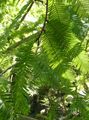 zelená Dekorativní rostliny Svítání Sekvoj, Metasequoia fotografie, kultivace a popis, charakteristiky a pěstování