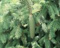 Photo Douglas Fir, Oregon Pine, Red Fir, Yellow Fir, False Spruce description, characteristics and growing