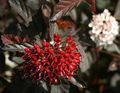 burgundietis Dekoratīvie Augi Austrumu Fizokarpi, Physocarpus opulifolius Foto, audzēšana un apraksts, raksturlielumi un augošs