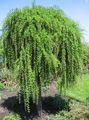 light green Ornamental Plants European Larch, Larix Photo, cultivation and description, characteristics and growing