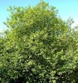 πράσινος Διακοσμητικά φυτά Γυαλιστερό Buckthorn, Σκλήθρα Buckthorn, Fernleaf Buckthorn, Tallhedge Buckthorn, Frangula alnus φωτογραφία, καλλιέργεια και περιγραφή, χαρακτηριστικά και φυτοκομεία