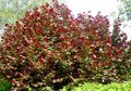 burgundy Ornamental Plants Hazel, Corylus Photo, cultivation and description, characteristics and growing