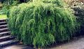 zelena Okrasne Rastline Hemlock, Tsuga fotografija, gojenje in opis, značilnosti in rast