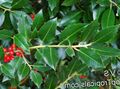 Foto Stechpalme, Schwarzerle, Amerikanische Holly Beschreibung, Merkmale und wächst