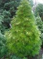 Foto Japanese Umbrella Pine Beschreibung, Merkmale und wächst