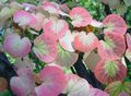 pink Ornamental Plants Katsura Tree, Cercidiphyllum Photo, cultivation and description, characteristics and growing