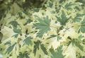 različnih barv Okrasne Rastline Javor, Acer fotografija, gojenje in opis, značilnosti in rast