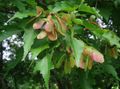 green Ornamental Plants Maple, Acer Photo, cultivation and description, characteristics and growing