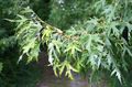 silvery Ornamental Plants Maple, Acer Photo, cultivation and description, characteristics and growing