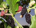 grön Dekorativa Växter Mulberry, Morus Fil, uppodling och beskrivning, egenskaper och odling
