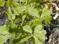zaļš Dekoratīvie Augi Ozols, Quercus Foto, audzēšana un apraksts, raksturlielumi un augošs