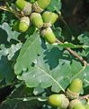 zelená Dekoratívne rastliny Dub, Quercus fotografie, pestovanie a popis, vlastnosti a pestovanie