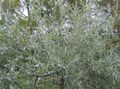 silvery Ornamental Plants Pendulous willow-leaved pear, Weeping silver pear, Pyrus salicifolia Photo, cultivation and description, characteristics and growing