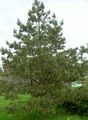groen Sierplanten Pijnboom, Pinus foto, teelt en beschrijving, karakteristieken en groeiend