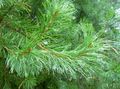 zaļš Dekoratīvie Augi Priede, Pinus Foto, audzēšana un apraksts, raksturlielumi un augošs