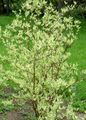 multicolor Ornamental Plants Red-barked dogwood, Common Dogwood, Cornus Photo, cultivation and description, characteristics and growing