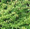grøn Prydplanter Shrubby Kaprifolium, Box Kaprifolium, Boxleaf Kaprifolium, Lonicera nitida Foto, dyrkning og beskrivelse, egenskaber og voksende
