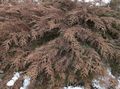 grænt skraut plöntur Siberian Teppi Cypress, Microbiota decussata mynd, ræktun og lýsing, einkenni og vaxandi