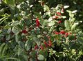 Photo Silver Buffalo Berry, , Foamberry Soapberry, Soopalollie, Canadian Buffaloberry description, characteristics and growing