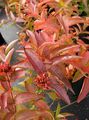 mørk grønn Prydplanter Sørlige Bush Kaprifol, Terreng Bush Kaprifol, Diervilla Bilde, dyrking og beskrivelse, kjennetegn og voksende