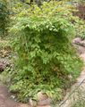 grön Dekorativa Växter Stephanandra Fil, uppodling och beskrivning, egenskaper och odling