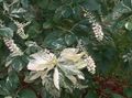 Photo Summersweet, Sweet pepper bush description, characteristics and growing