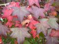 verde Plantas Ornamentais Sweetgum, Goma Vermelha, Âmbar Líquido, Liquidambar foto, cultivo e descrição, características e crescente