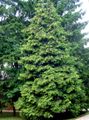 Foto Thuja descripción, características y cultivación