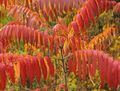 rød Prydplanter Tiger Øjne Sumac, Staghorn Sumac, Fløjl Sumac, Rhus typhina Foto, dyrkning og beskrivelse, egenskaber og voksende