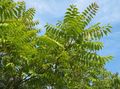 Foto Baum Des Himmels, Chinese Sumach, Stinken Baum Beschreibung, Merkmale und wächst