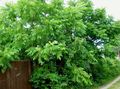 green Ornamental Plants Walnut, Juglans Photo, cultivation and description, characteristics and growing