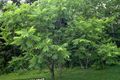 grün Dekorative Pflanzen Walnuss, Juglans Foto, Anbau und Beschreibung, Merkmale und wächst