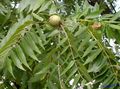 žalias Dekoratyviniai Augalai Graikinis Riešutas, Juglans Nuotrauka, auginimas ir aprašymas, charakteristikos ir augantis