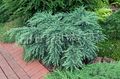 Photo Weeping deodar, Deodar Cedar, Himalayan Cedar description, characteristics and growing