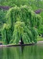 green Ornamental Plants Willow, Salix Photo, cultivation and description, characteristics and growing