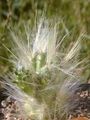rouge des plantes en pot  le cactus du désert Photo, la culture du sol et la description, les caractéristiques et un cultivation