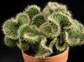 czerwony Pokojowe Rośliny Austrotsilindropuntsiya pustynny kaktus zdjęcie, uprawa i opis, charakterystyka i hodowla