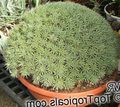white Indoor Plants Abromeitiella succulent Photo, cultivation and description, characteristics and growing