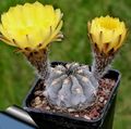 Photo Acanthocalycium Desert Cactus description, characteristics and growing